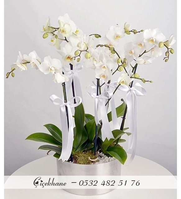6 Dal Orkide