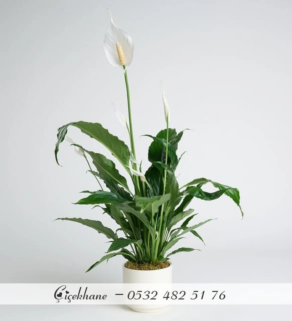 Barış Çiçeği Spathiphyllum (Spatifilyum)