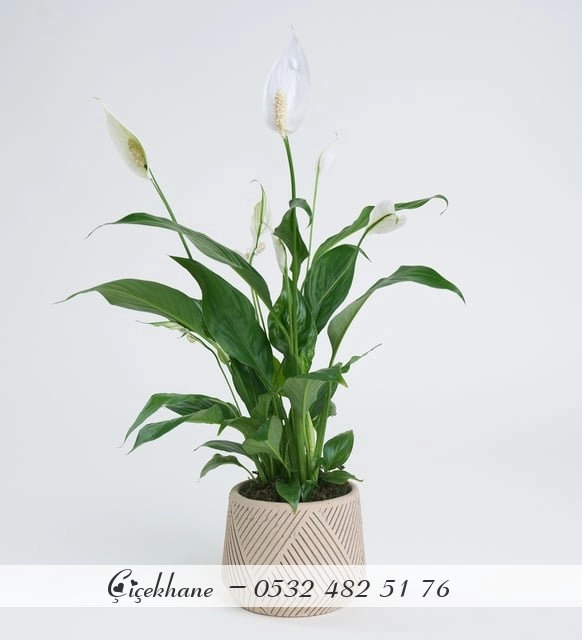 Barış Çiçeği Spathiphyllum (Spatifilyum)