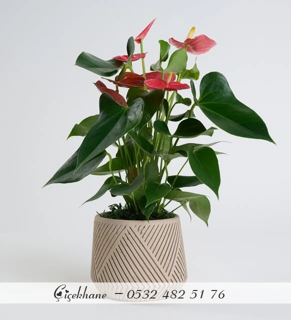 Beton Saksıda Antoryum