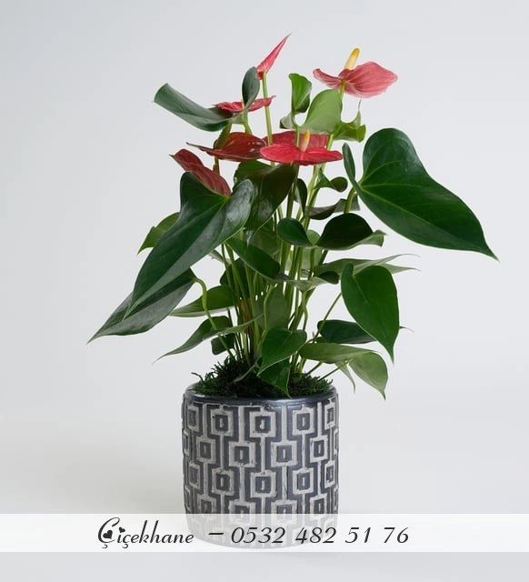 Beton Saksıda Antoryum