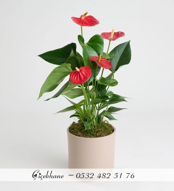 Beton Saksıda Antoryum