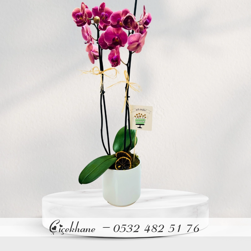 Beton Saksıda Ateş Orkide