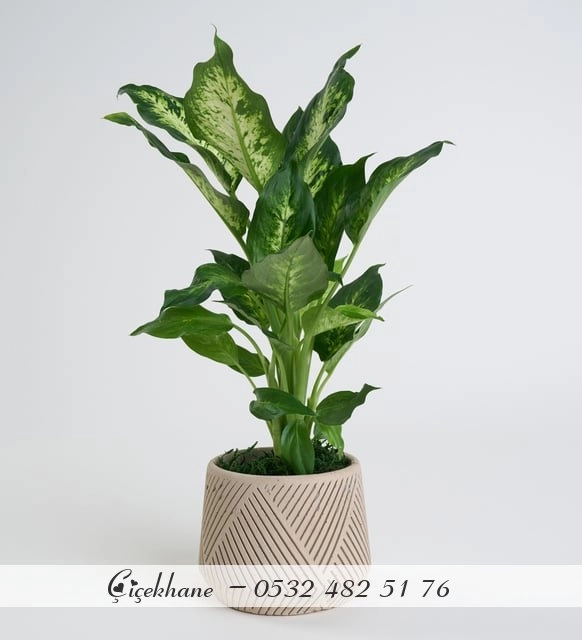 Beton Saksıda Difenbahya