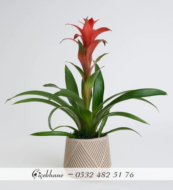 Beton Saksıda Guzmania