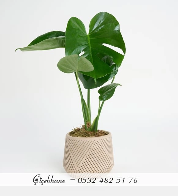 Beton Saksıda Monstera
