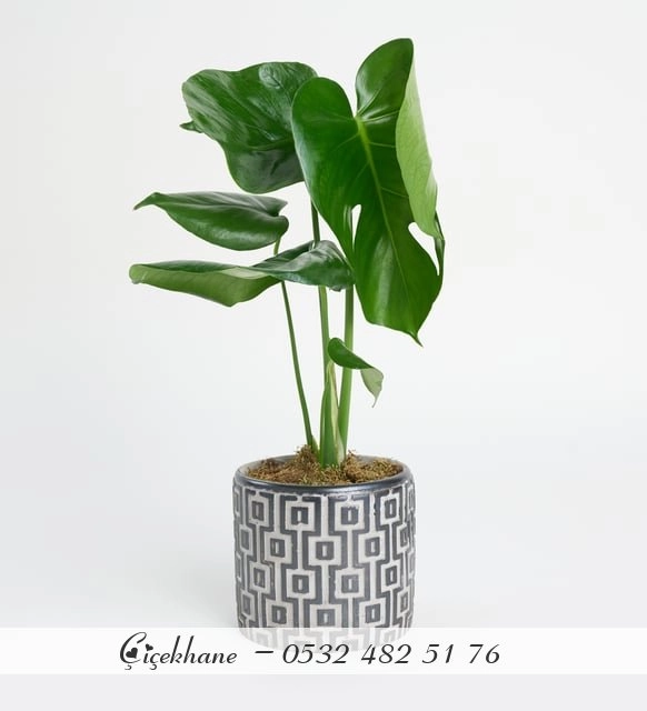 Beton Saksıda Monstera