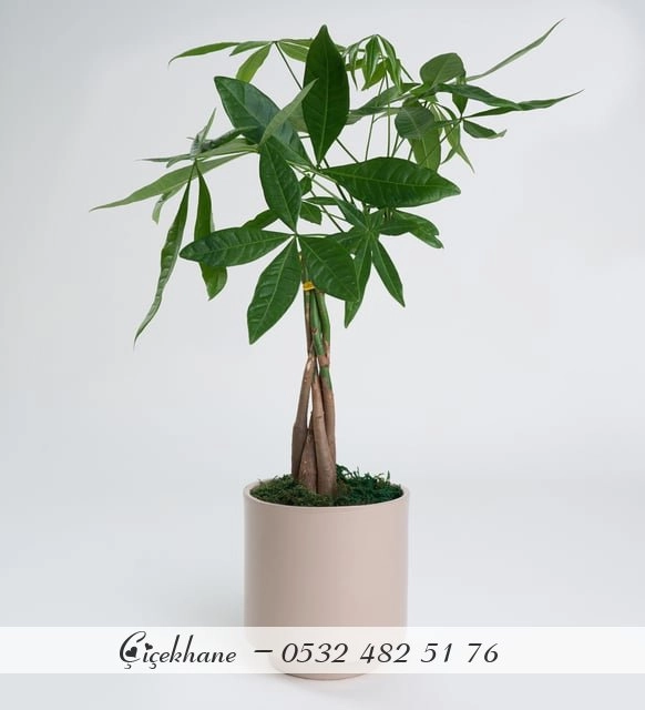 Beton Saksıda Pachira