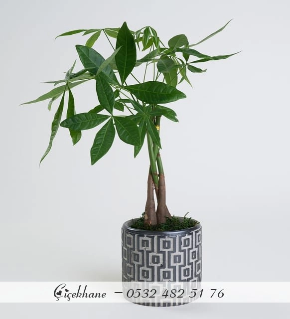 Beton Saksıda Pachira