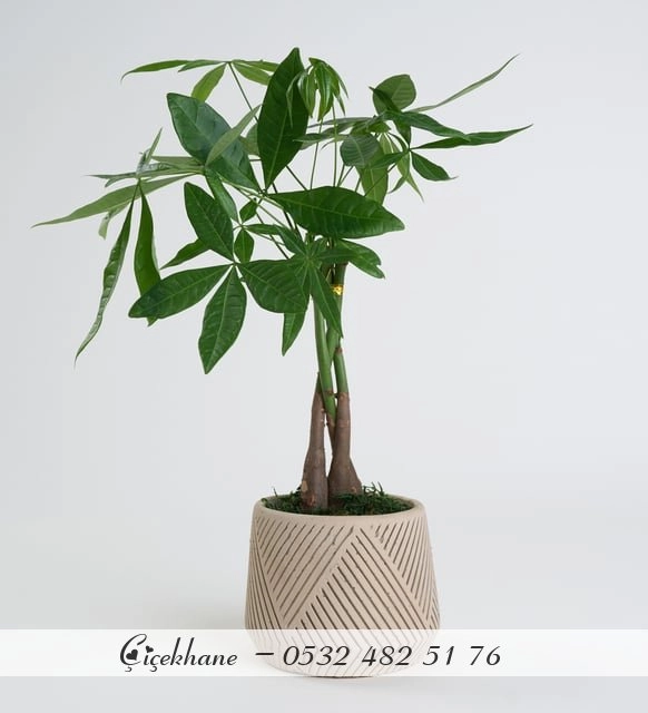 Beton Saksıda Pachira