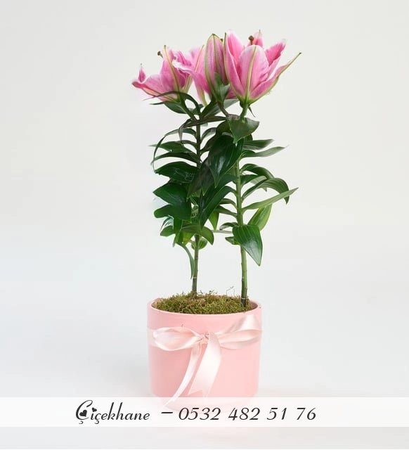 Beton Saksıda Pembe Saksı Lilyum