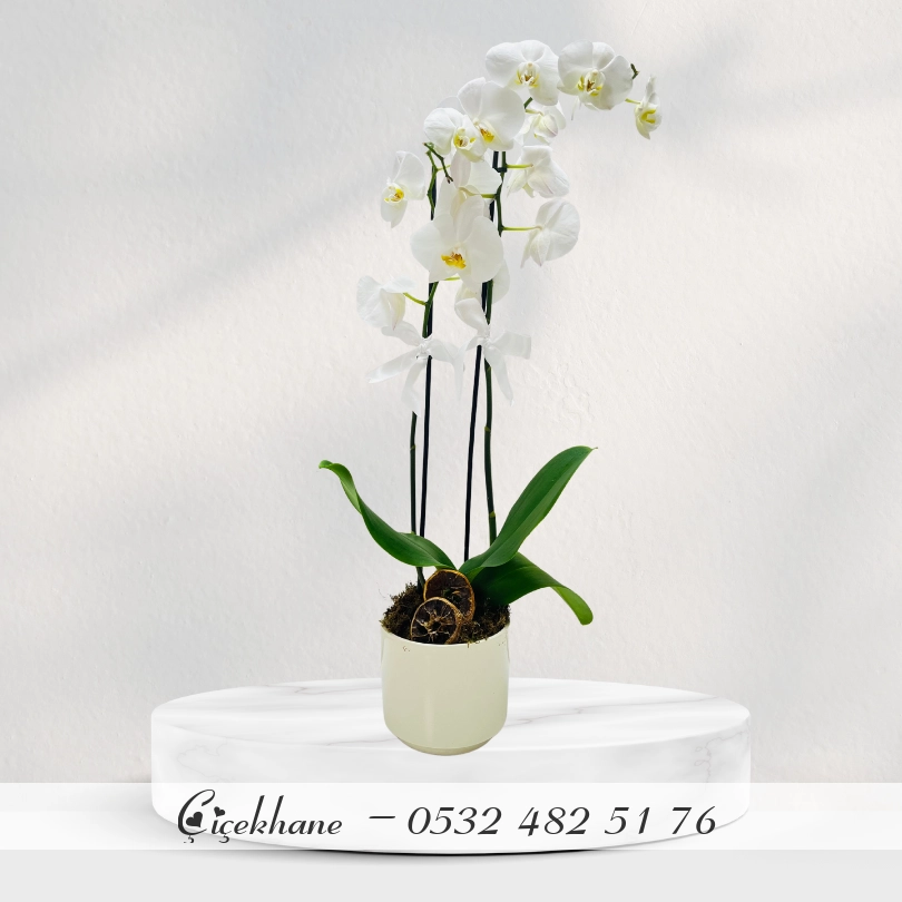 Beyaz Beton Saksıda Çift Dal Orkide
