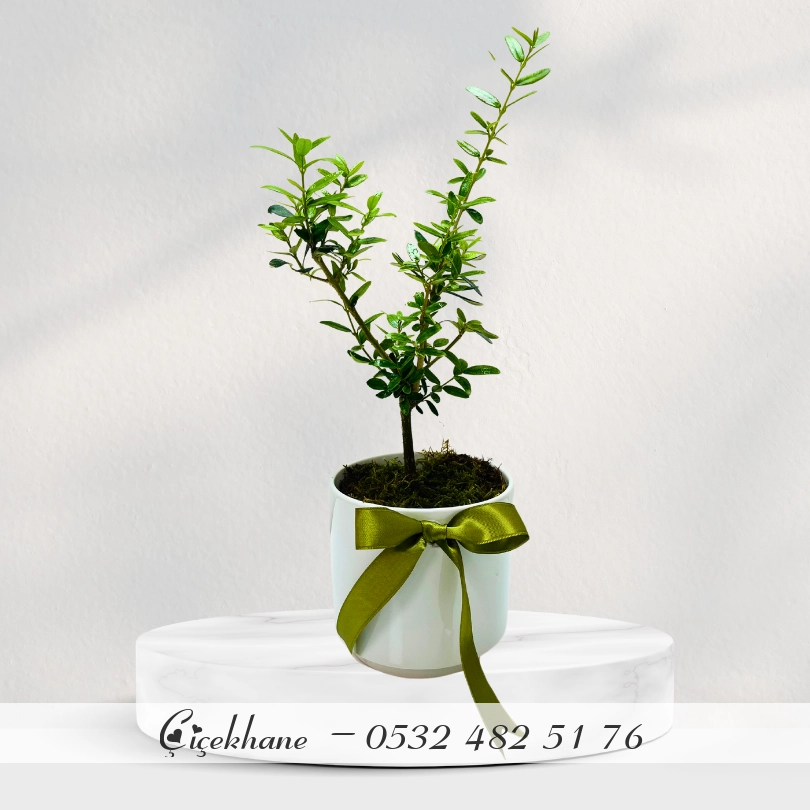 Beyaz Beton Saksıda Zeytin Ağacı