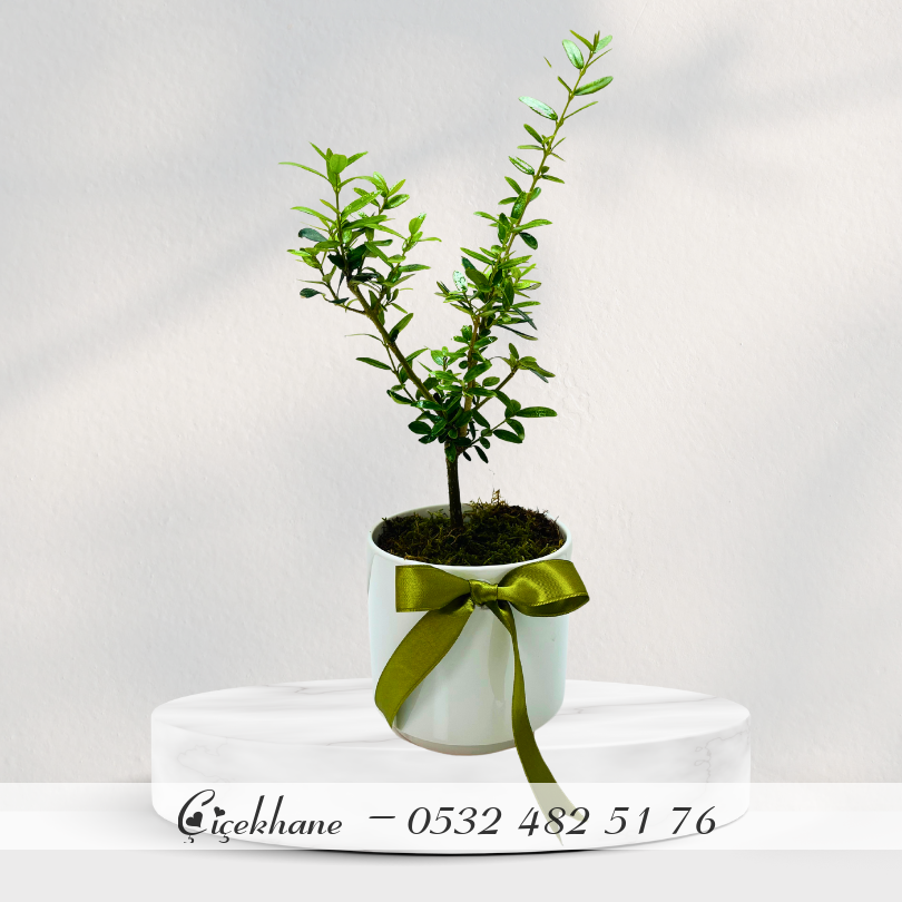 Beyaz Beton Saksıda Zeytin Ağacı
