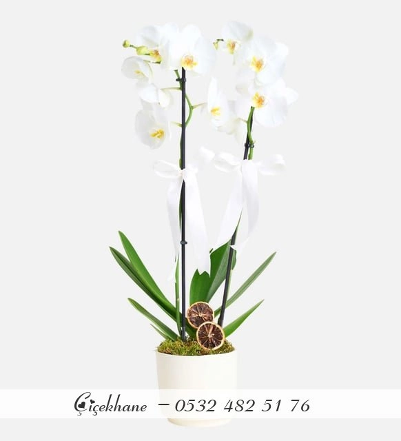 Beyaz Seramik Saksıda Çift Dal Beyaz Orkide