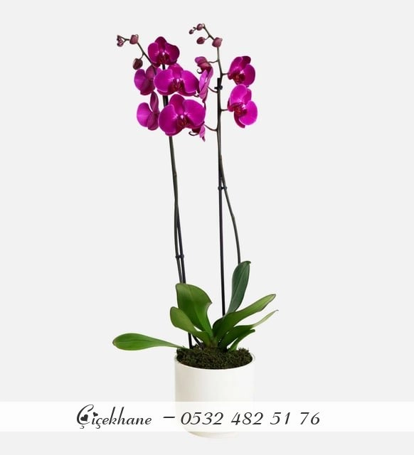Beyaz Seramik Saksıda Mor Çift Dal Orkide