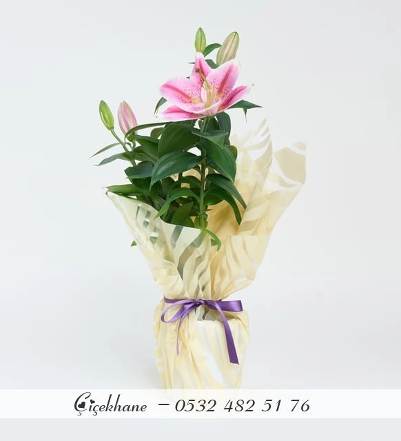 Buket Kağıtlı Pembe Saksı Lilyum