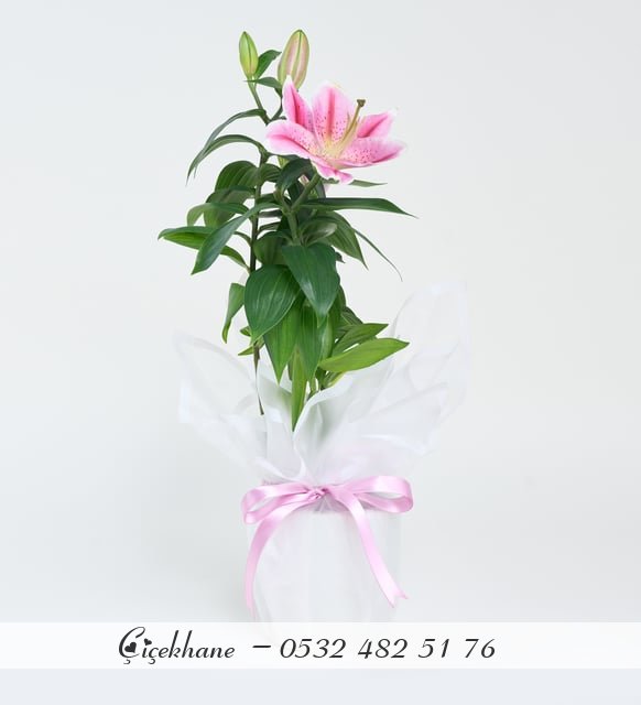 Buket Kağıtlı Pembe Saksı Lilyum