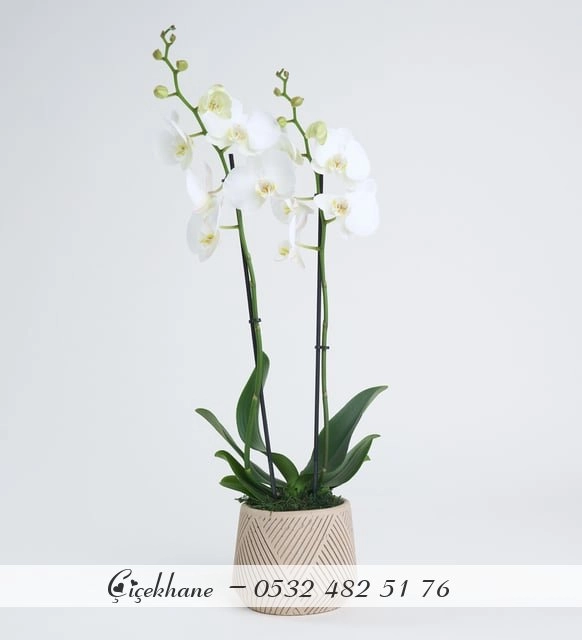 Çizgi Desenli Beton Saksıda Çift Dal Beyaz Orkide