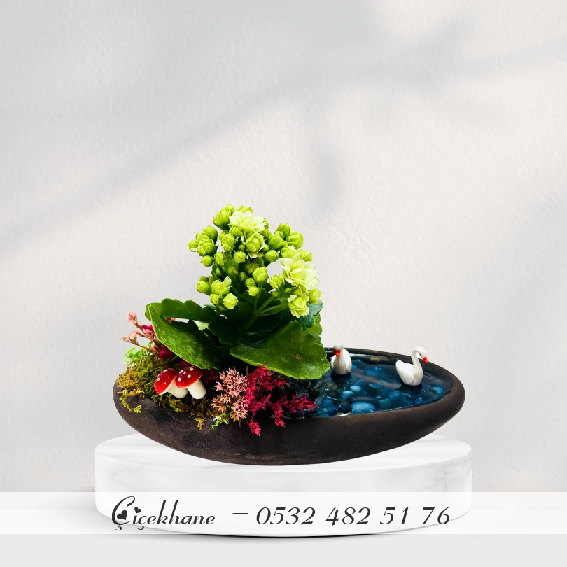 Dekor Saksıda Teraryum Ve Kalanchoe