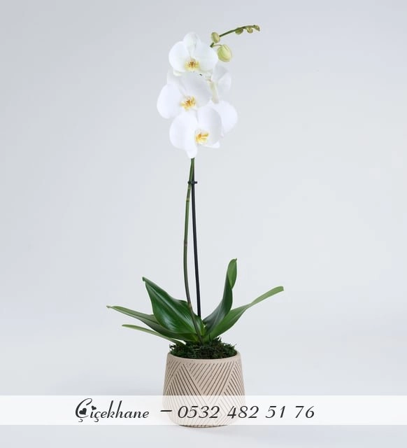 Geometrik Desenli Beton Saksıda Tek Dal Orkide