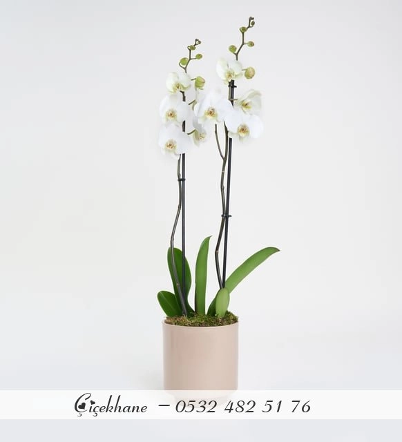 Gri Beton Saksıda Çift Dal Beyaz Orkide