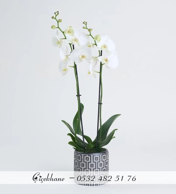 Kare Desenli Beton Saksıda Çift Dal Beyaz Orkide