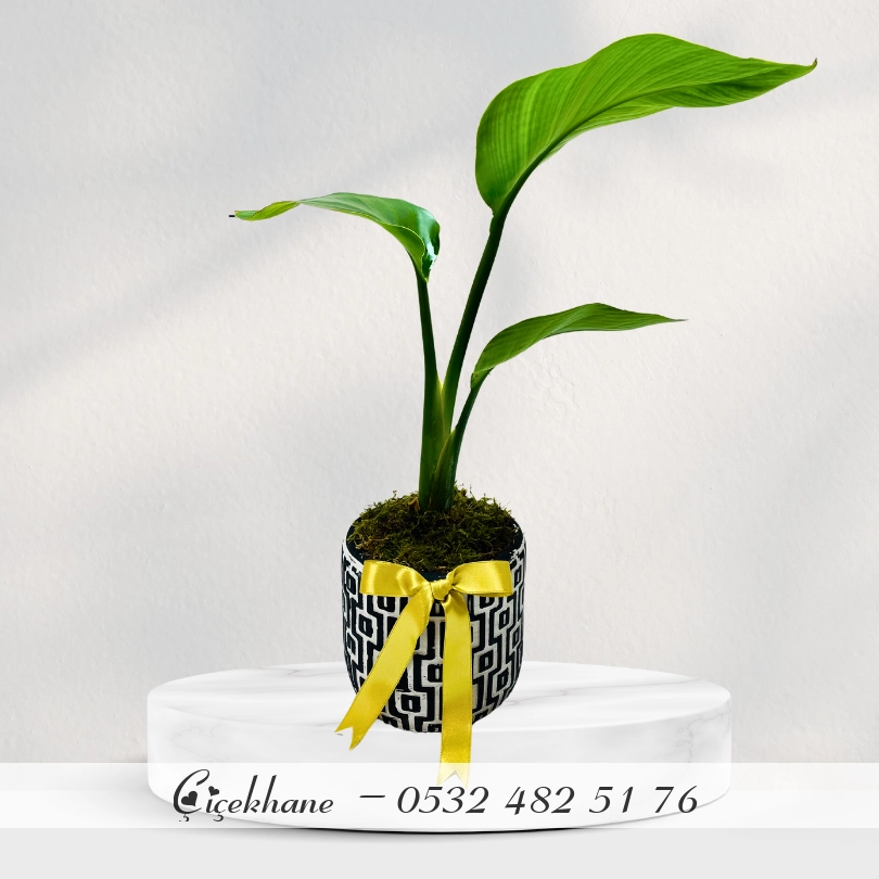 Kare Desenli Saksıda Starliçe