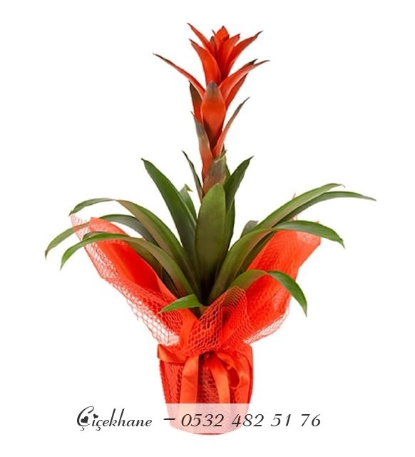 Kırmızı Elyafa Sarılı Guzmania