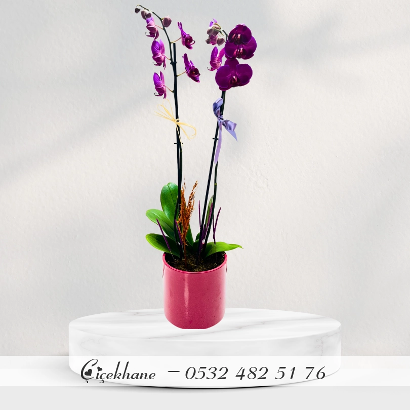 Mürdüm Saksıda Mor Orkide