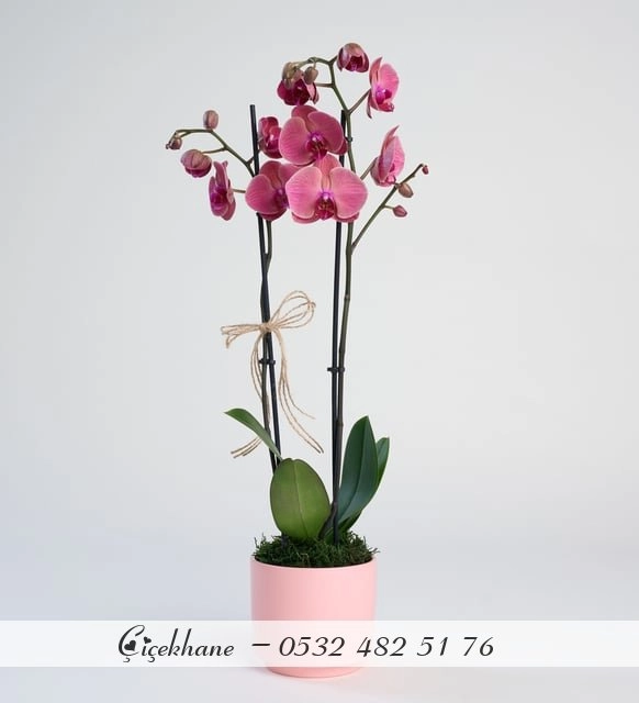 Pembe Beton Saksıda Ateş Rengi Çift Dal Orkide