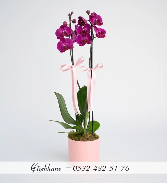 Pembe Beton Saksıda Mor Çift Dal Orkide