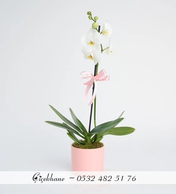 Pembe Beton Saksıda Tek Dal Orkide