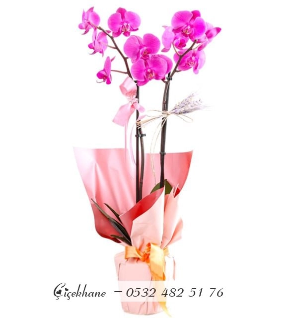 Pembe Buket Kağıtlı Mor Çift Dal Orkide