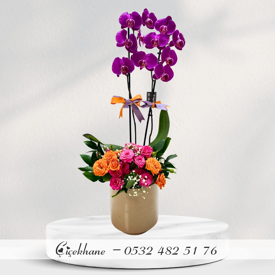 Saksıda Çift Dal Mor Orkide