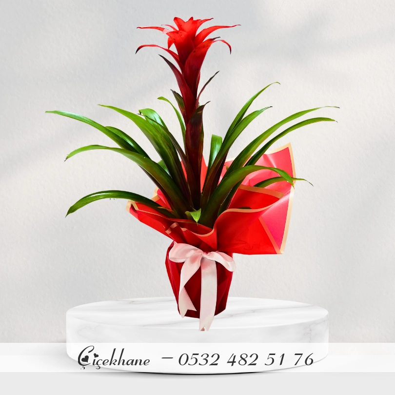 Saksıda Guzmania
