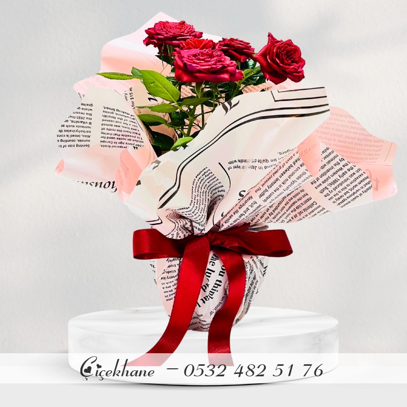 Saksıda Kırmızı Gül