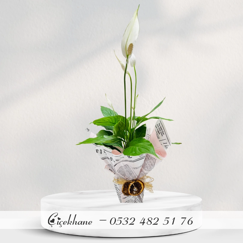 Saksıda Spatifilyum