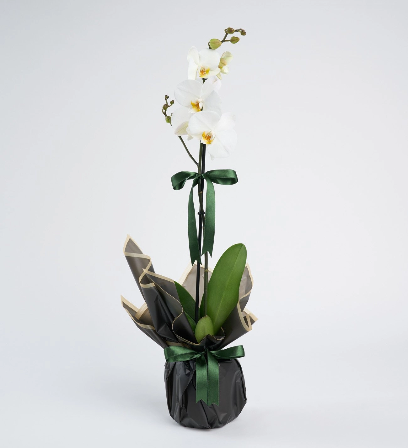 Saksıda Tek Dal Orkide