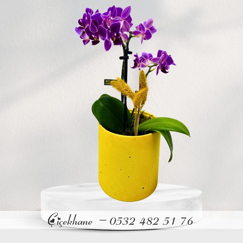 Sarı Beton Saksıda Mini Orkide