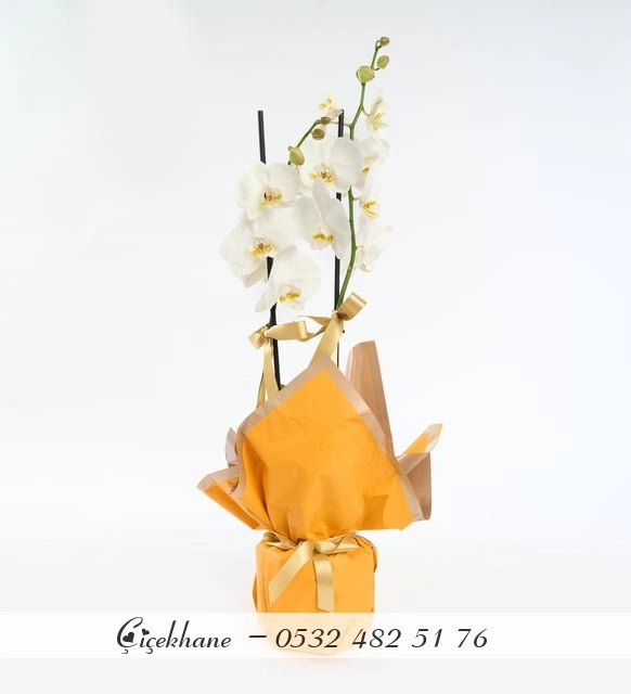 Sarı Buket Kağıtlı Ç:ift Dal Beyaz Orkide