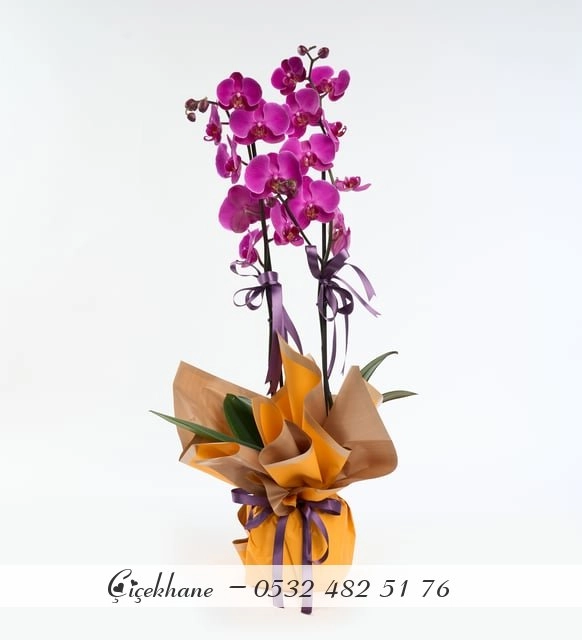 Sarı Buket Kağıtlı Çift Dal Mor Orkide