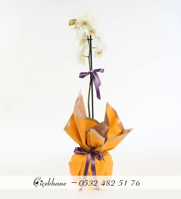 Sarı Buket Kağıtlı Tek Dal Orkide