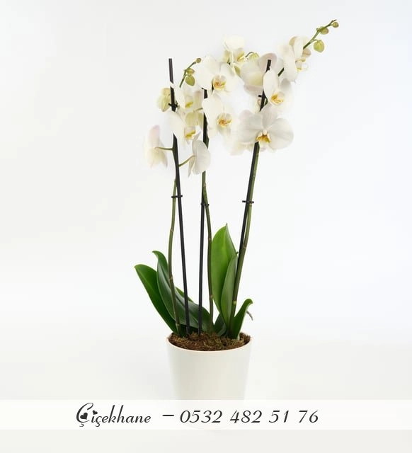 Seramik Saksıda 3 Dal Orkide