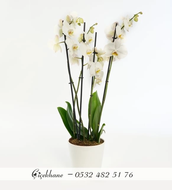 Seramik Saksıda 3 Dal Orkide