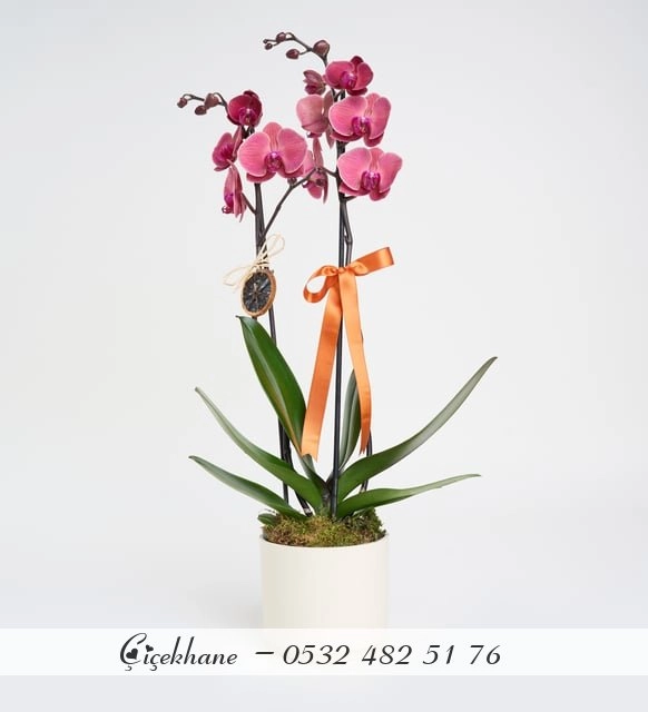 Seramik Saksıda Ateş Rengi Çift Dal Orkide