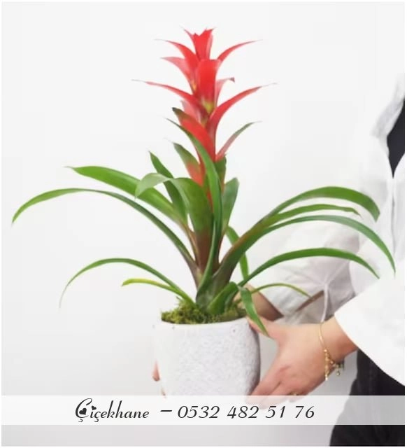 Seramik Saksıda Guzmania