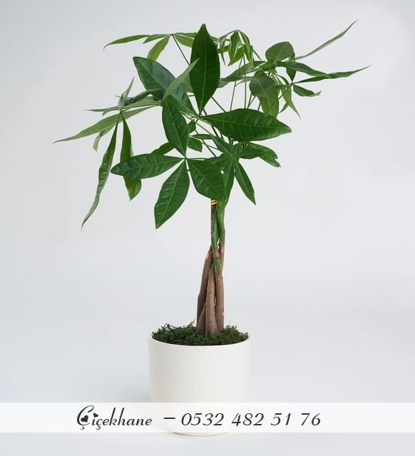 Seramik Saksıda Pachira