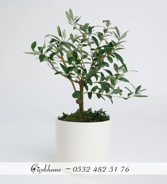 Seramik Saksıda Zeytin Ağacı
