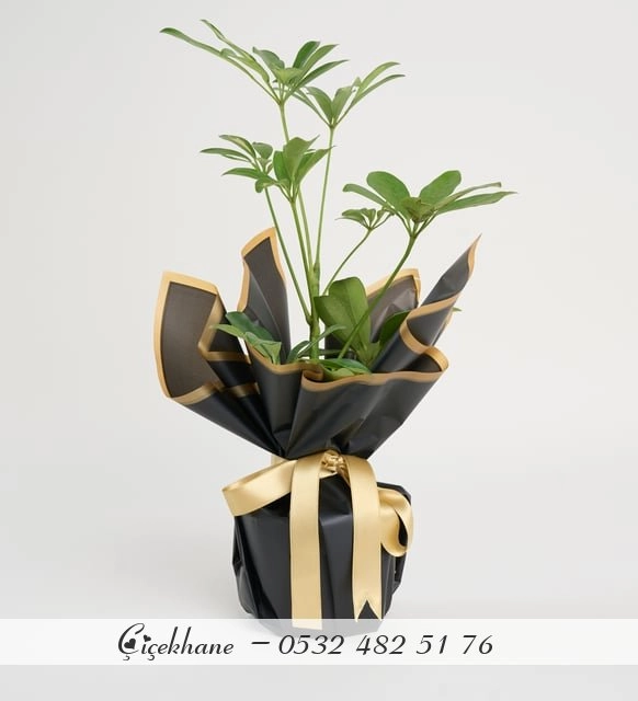 Siyah Buket Kağıdında Schefflera